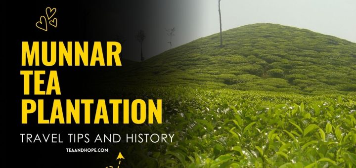 munnar tea plantation