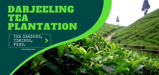 Darjeeling tea plantation