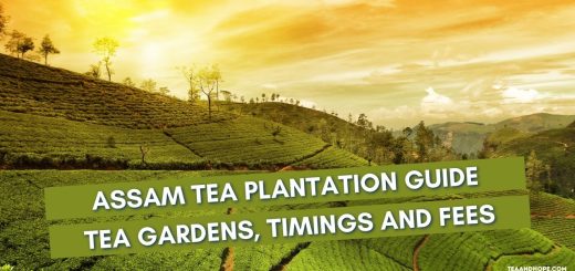 assam tea plantation