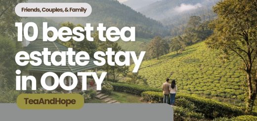 tea estate stay in ooty