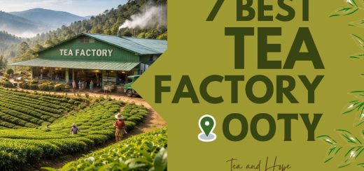 best tea factory in Ooty