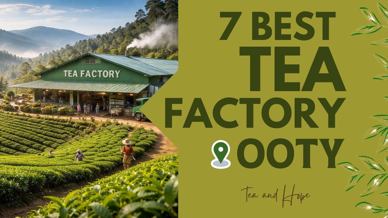 7 Best Tea Factory in Ooty: Where Nilgiri Tea Comes to Life