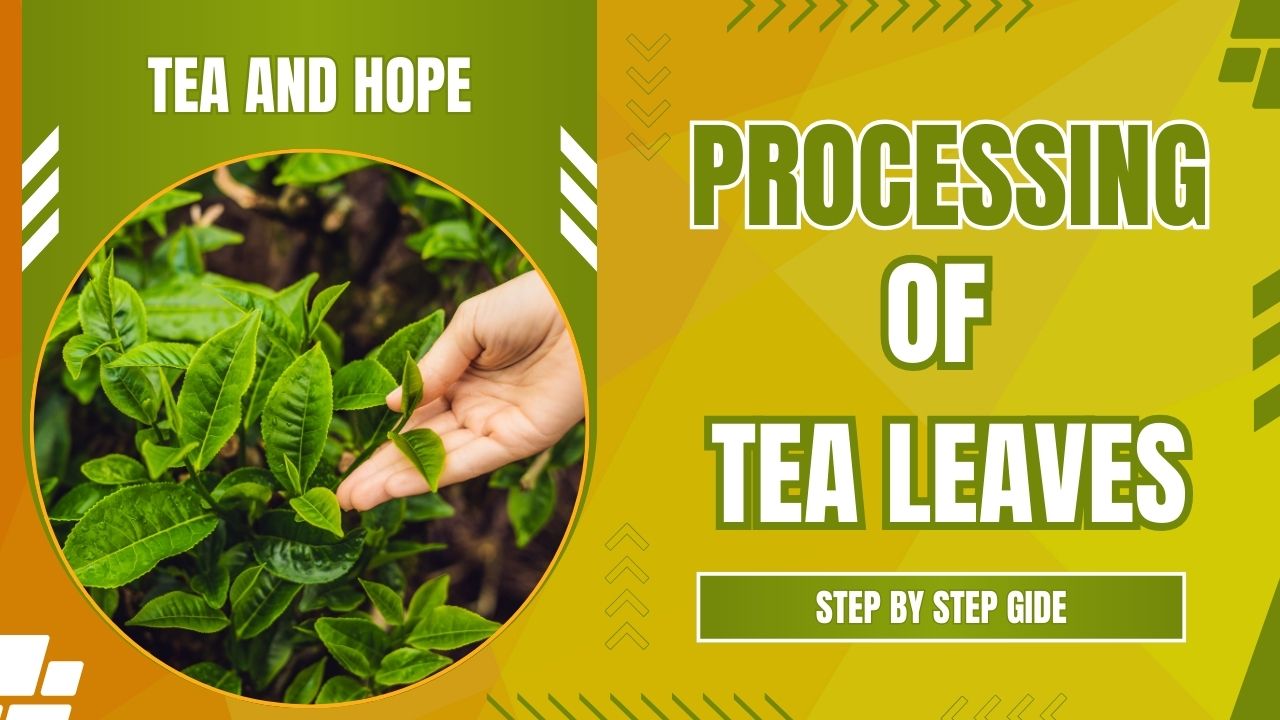 Processing of Tea Leaves: Step-by-Step Guide